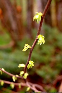 hazelnut tree