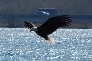 bald eagle flying over lake