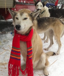 Bev theh sled dog in the snow