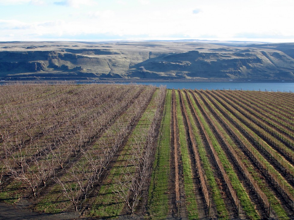 Maryhill Winery gorge